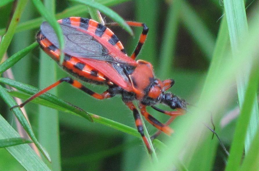 Rhynocoris iracundus o rubricus?